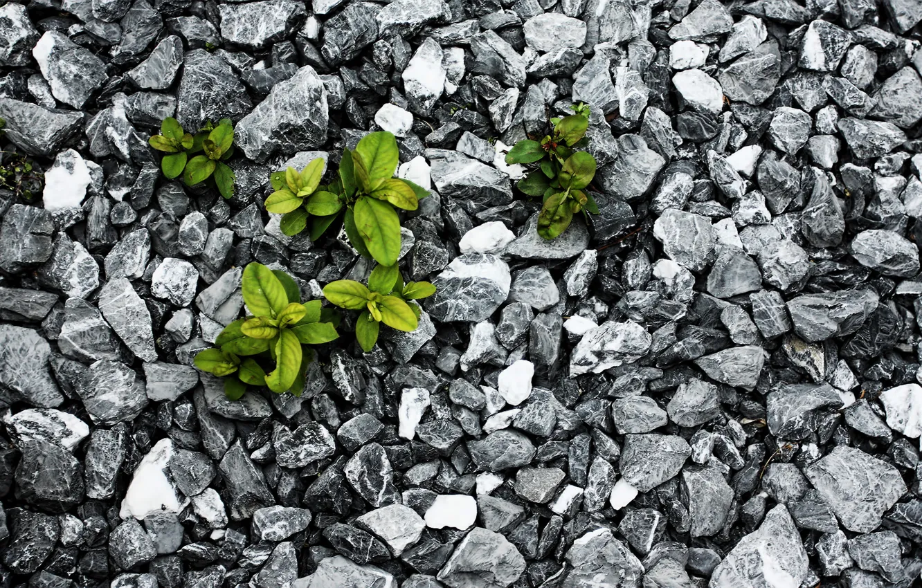 Фото обои листья, камни, растение, борьба, выживание