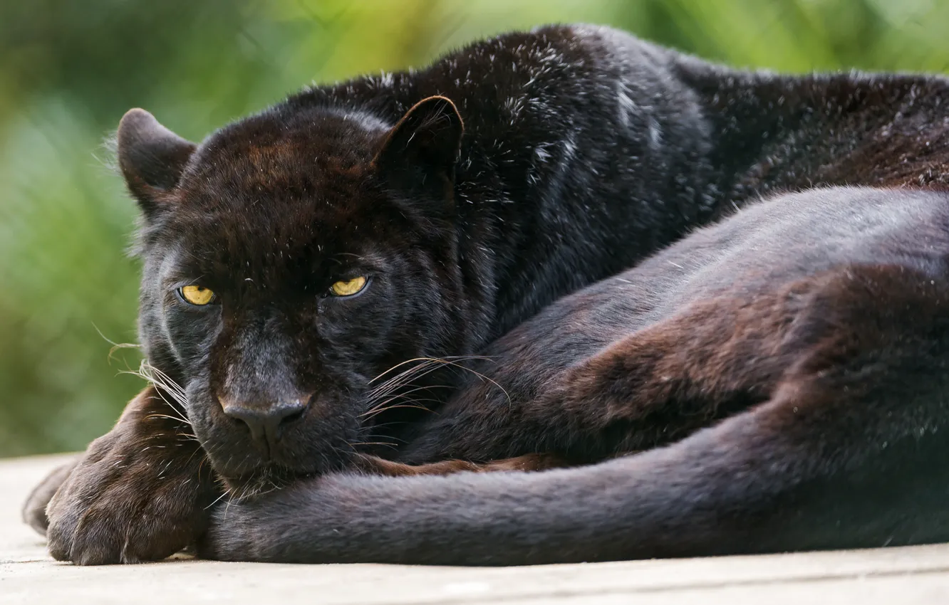 Фото обои кошка, черный, пантера, леопард, ©Tambako The Jaguar