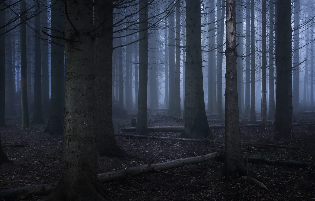 Фото обои лес, деревья, природа, туман, Англия, England, Хартфордшир, Hertfordshire