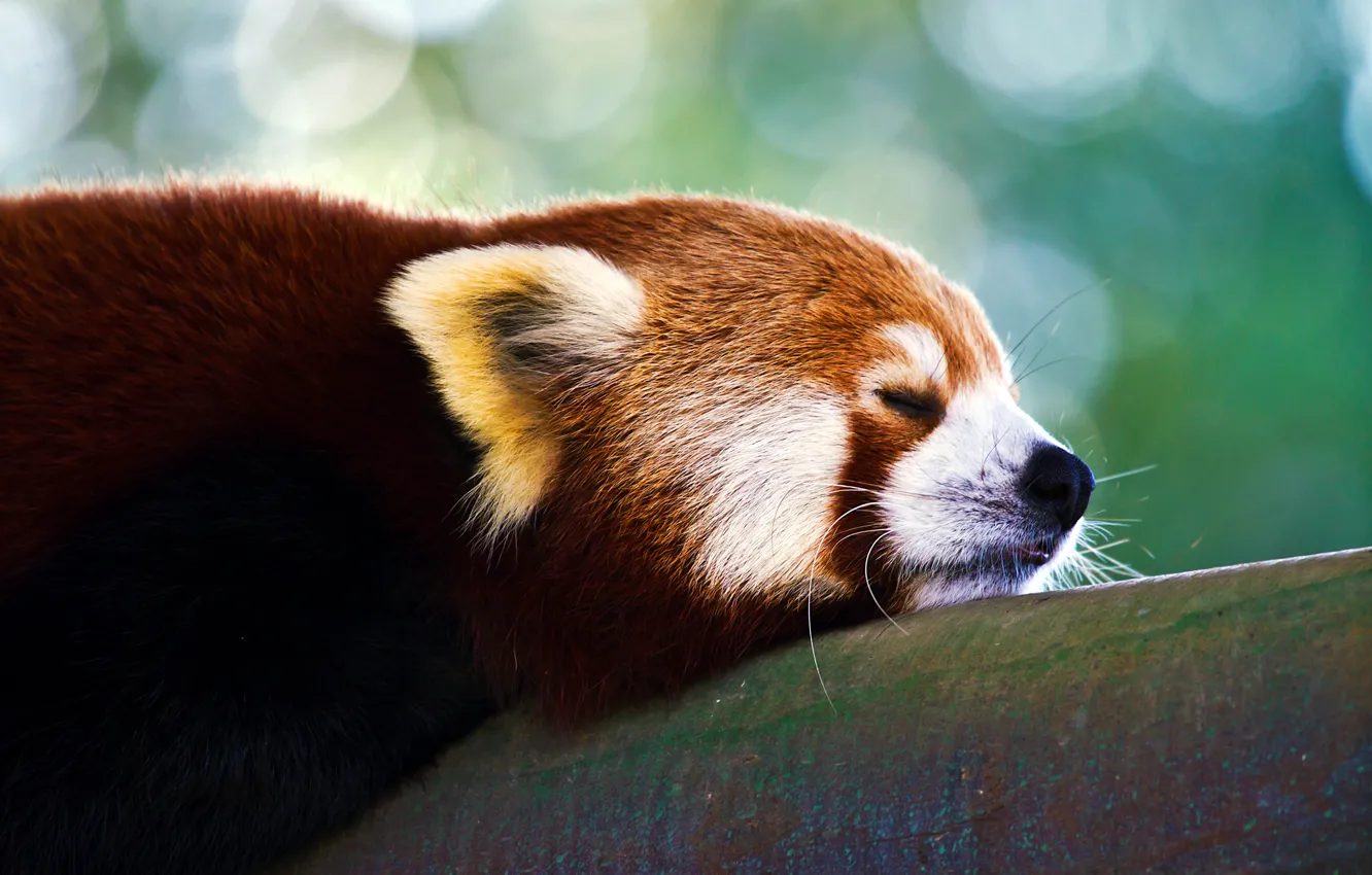 Фото обои панда, firefox, красная, малая