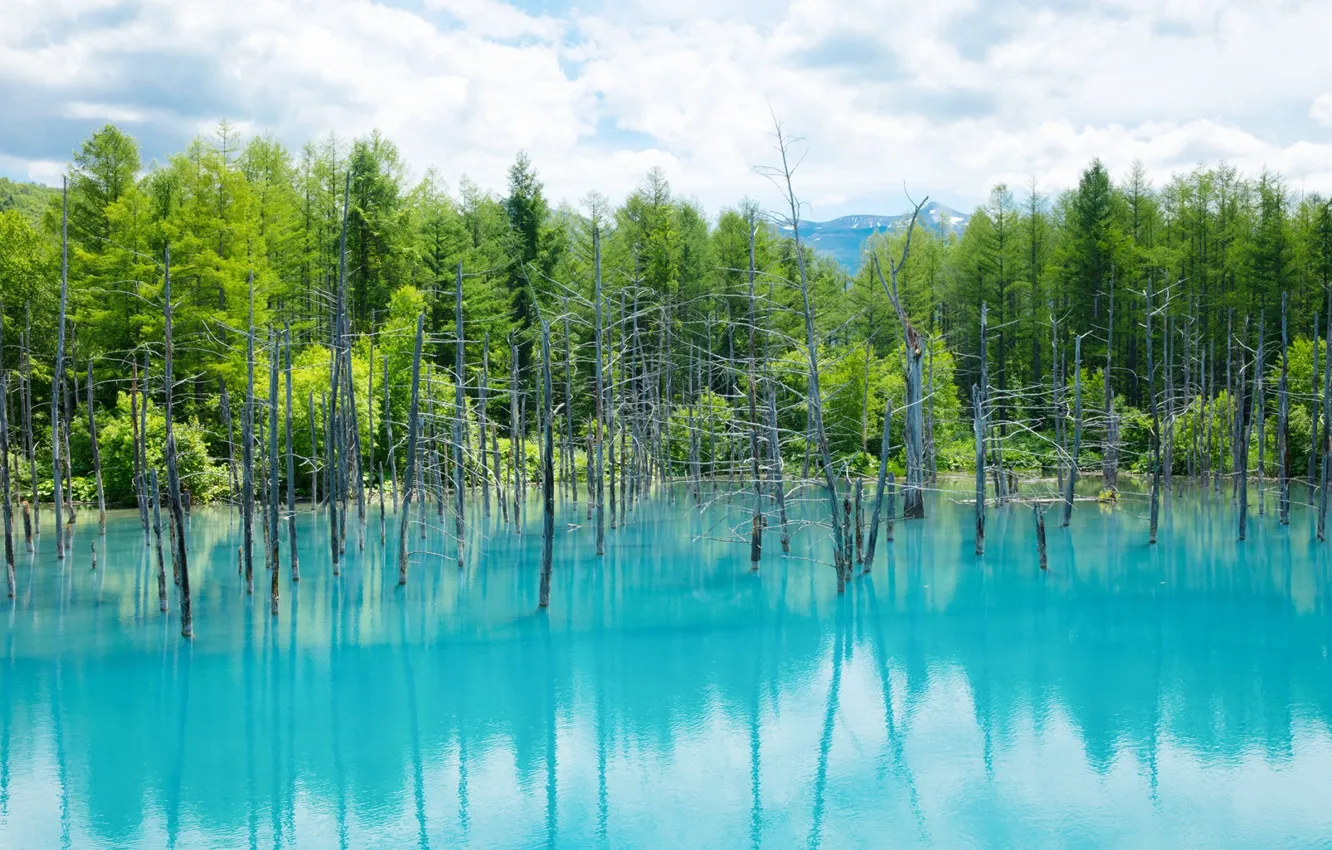 Какое дерево вода. Голубой пруд Широгане. Teal обои природа.