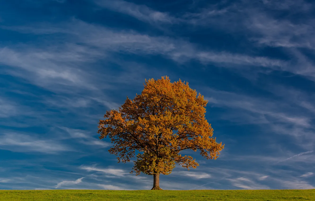 Фото обои поле, осень, небо, облака, дерево