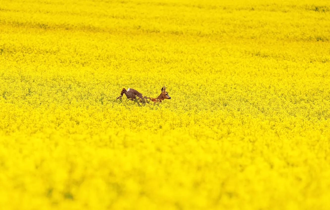 Фото обои поле, косуля, рапс