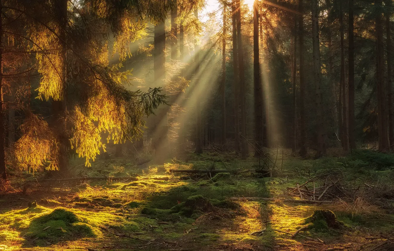 Фото обои лес, лучи, свет, деревья, природа