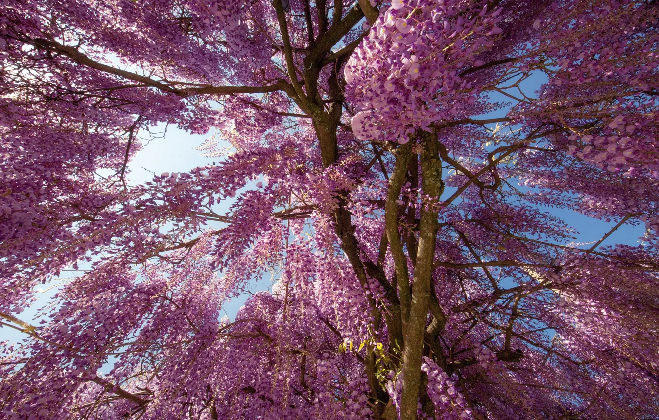 Фото обои небо, свет, деревья, цветы, ветки, ветви, красота, весна