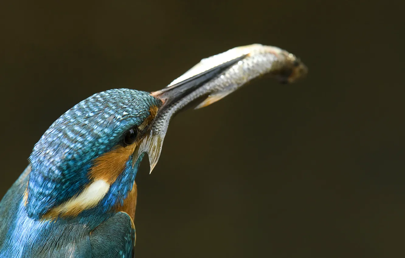Фото обои рыба, Alcedo atthis, Зимородок