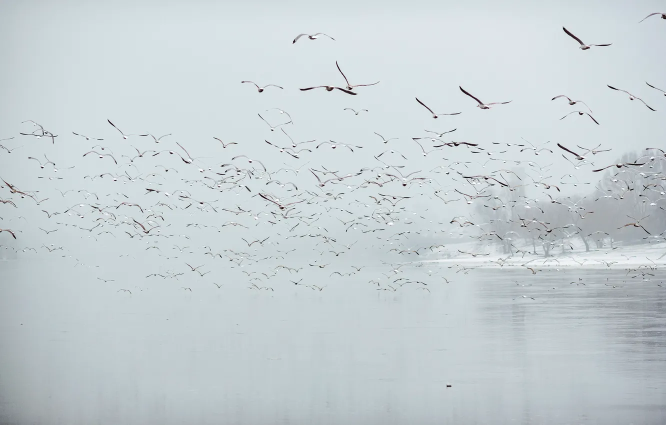 Фото обои Birds, fog, Lietuva, Kaunas