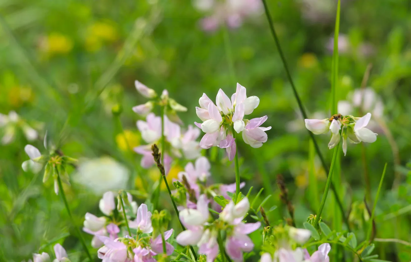 Фото обои flower, meadow, blooming