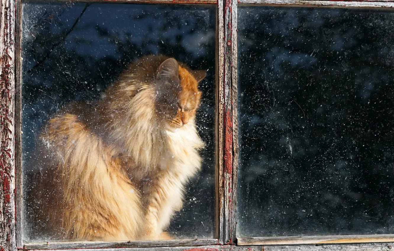 Фото обои кошка, дом, окно