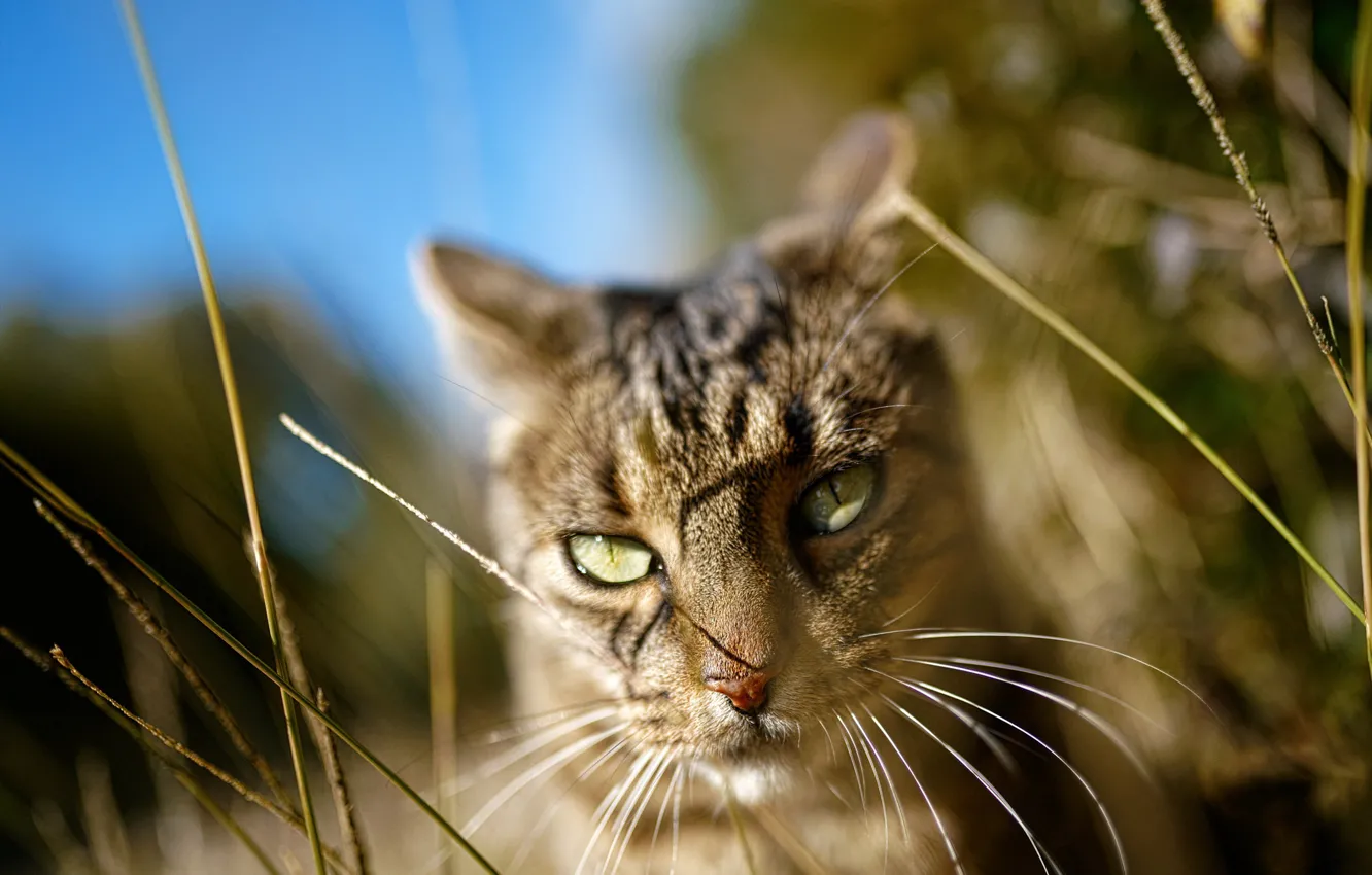 Фото обои кошка, трава, глаза, кот, взгляд, морда, свет, природа