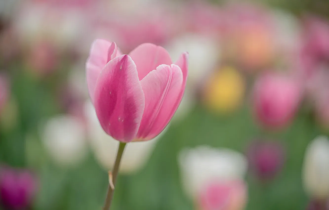 Фото обои цветок, розовый, тюльпан, лепестки