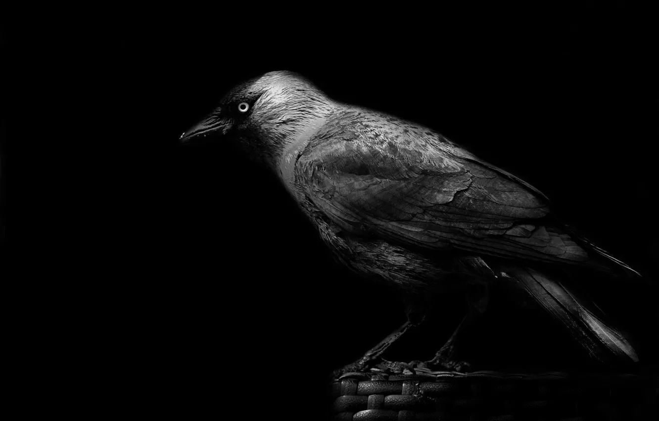 Фото обои клюв, ворона, чёрный фон