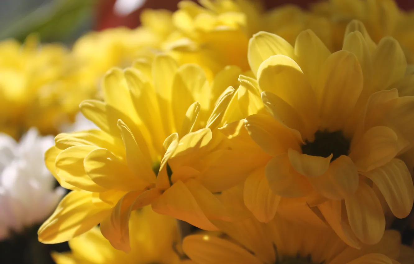 Фото обои лето, солнце, хризантемы, желтые цветы, желтые хризантемы