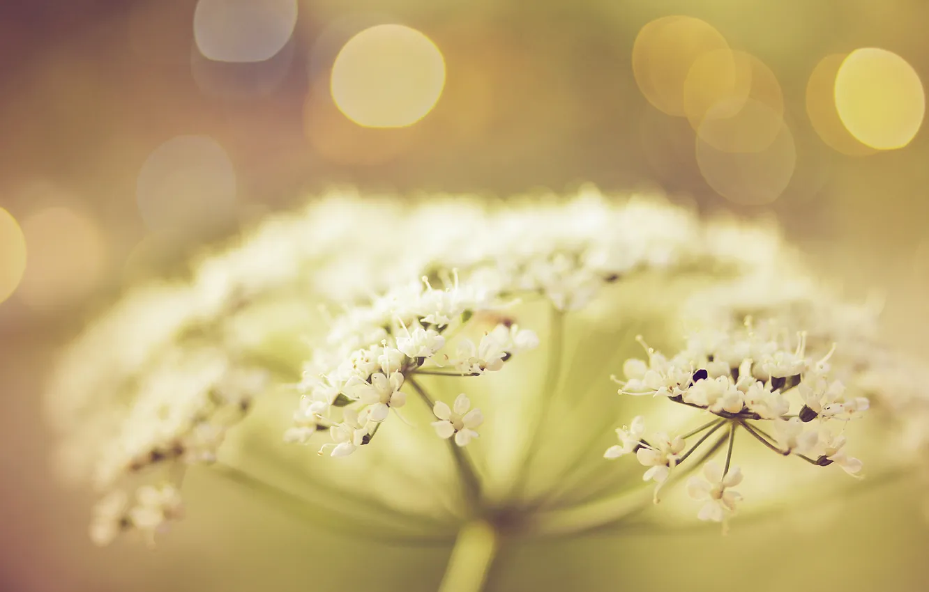 Фото обои белый, цветок, лето, фокус, размытость, соцветие