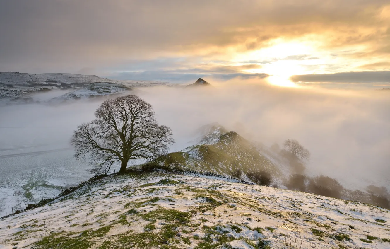 Фото обои горы, туман, дерево, утро