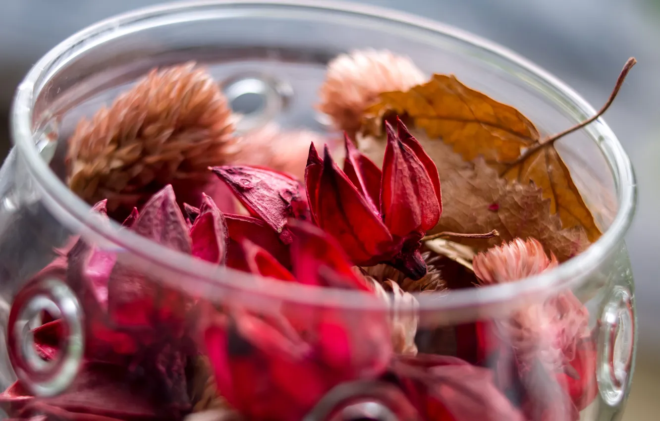 Фото обои осень, стекло, листья, цветы, сухие, банка, баночка
