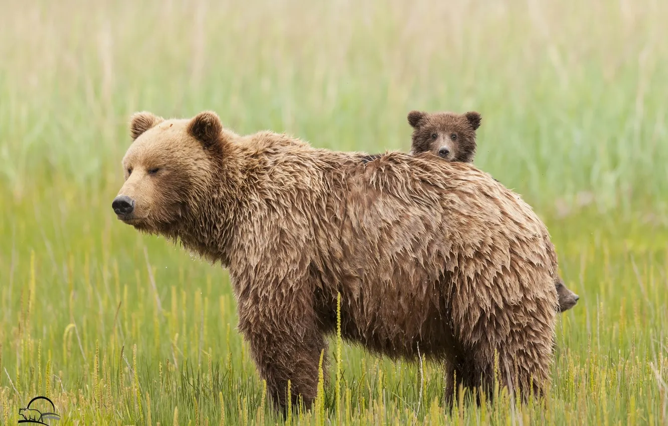 Фото обои трава, медведи, луг, медвежонок, медведица, материнство