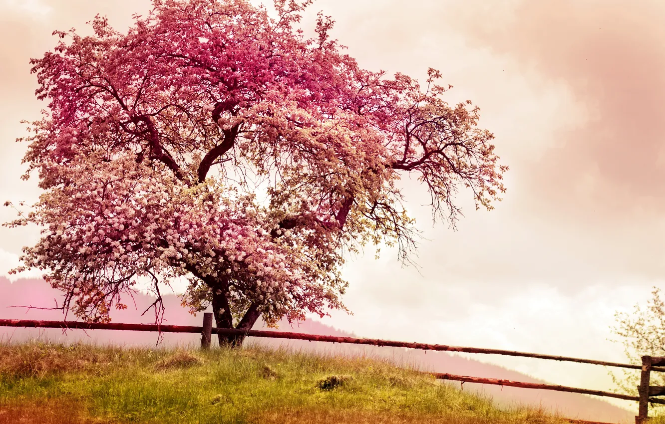 Фото обои pink, blossom, tree, spring
