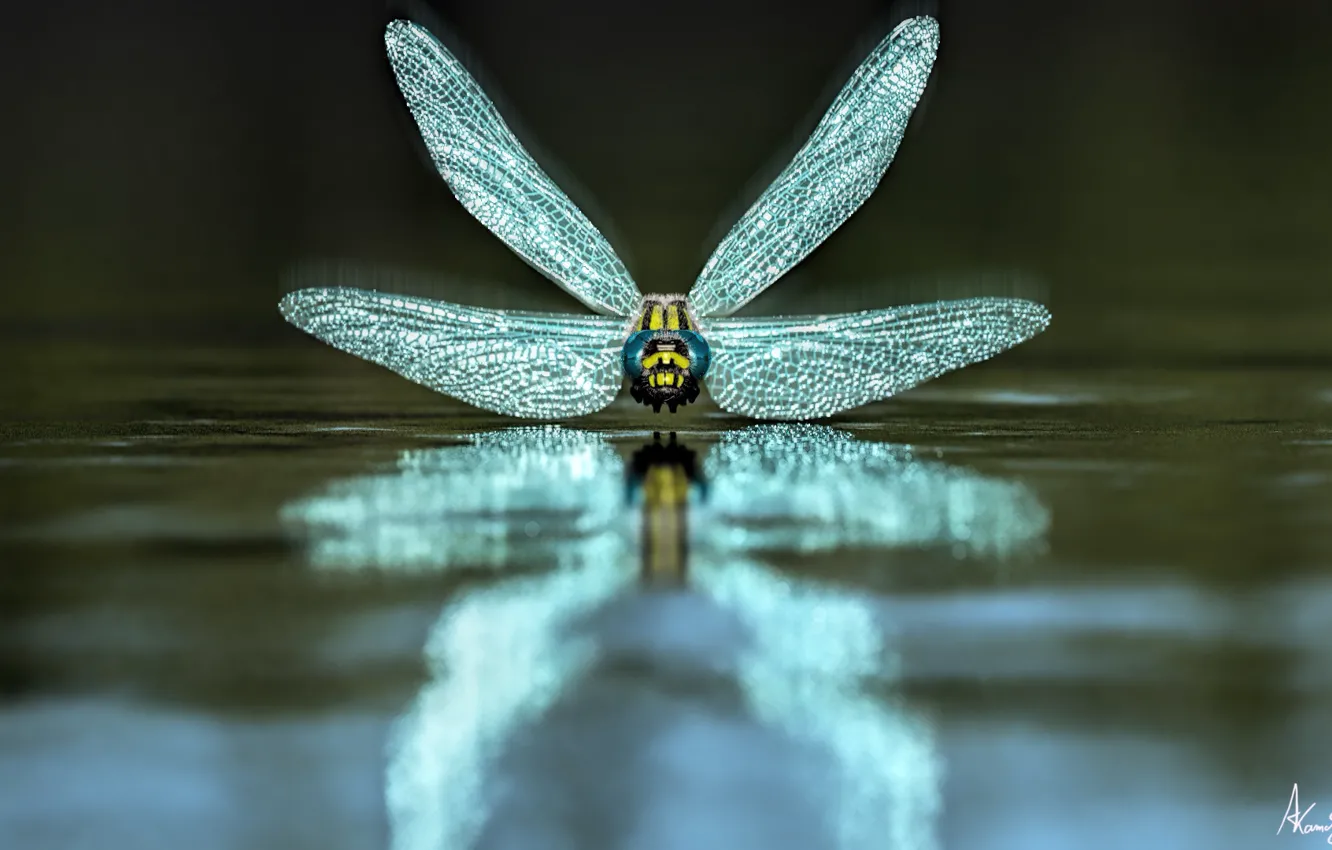Фото обои вода, стрекоза, Dragonfly
