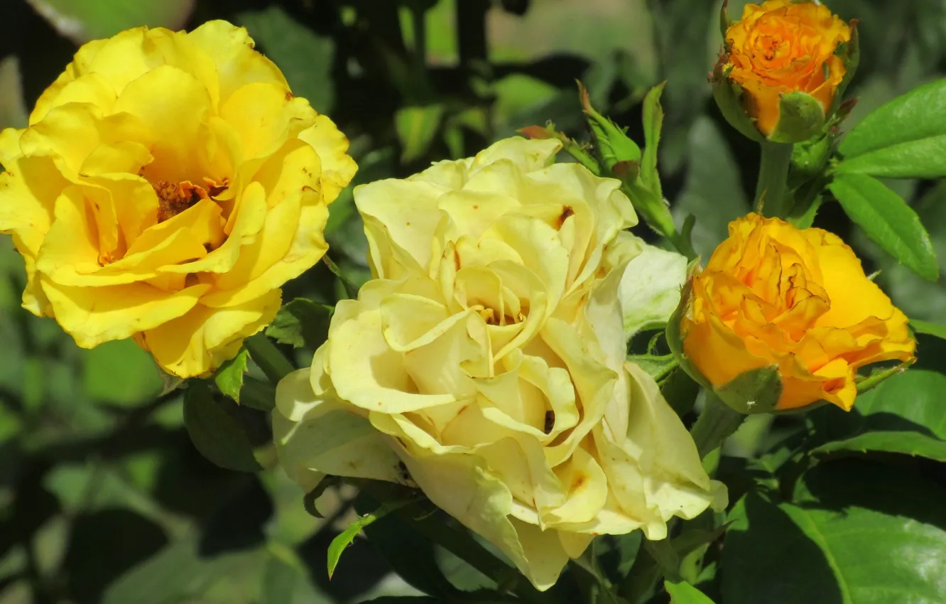 Фото обои фон, розы, солнечно, жёлтые розы, Meduzanol ©, лето 2018