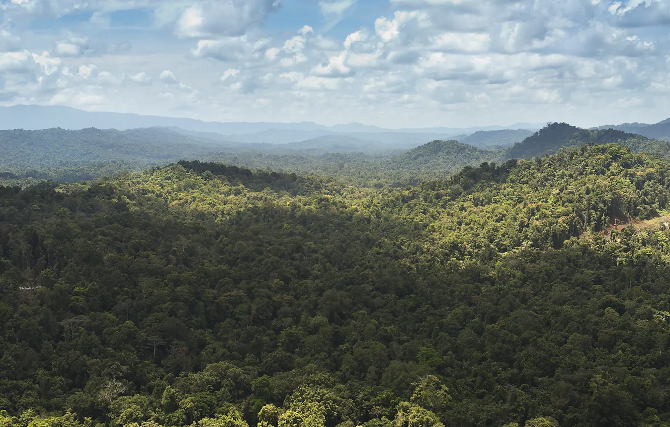 Фото обои лес, холмы, джунгли, Новая Гвинея