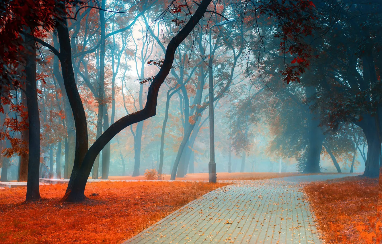 Фото обои дорога, осень, листья, деревья, пейзаж, ветки, природа, туман