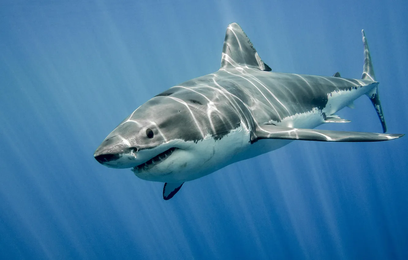 Фото обои white, underwater, water, sun, shark, wildlife, teeth, threat