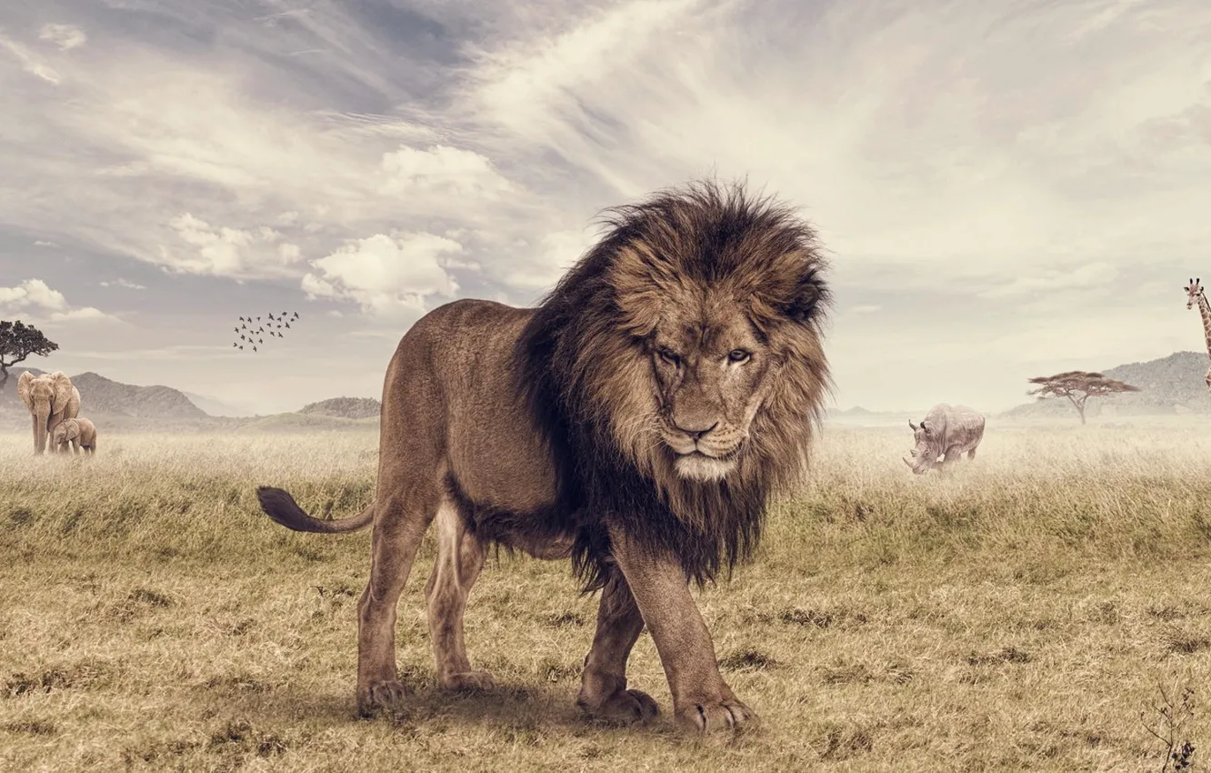Фото обои животное, слон, лев, жираф, саванна, носорог, photoshop, The Lion King