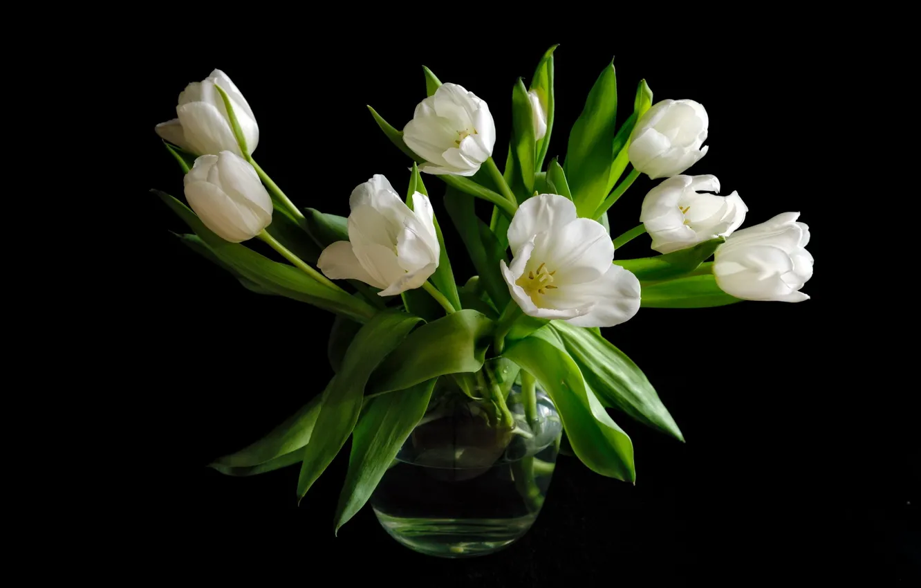Фото обои букет, тюльпаны, белые, черный фон