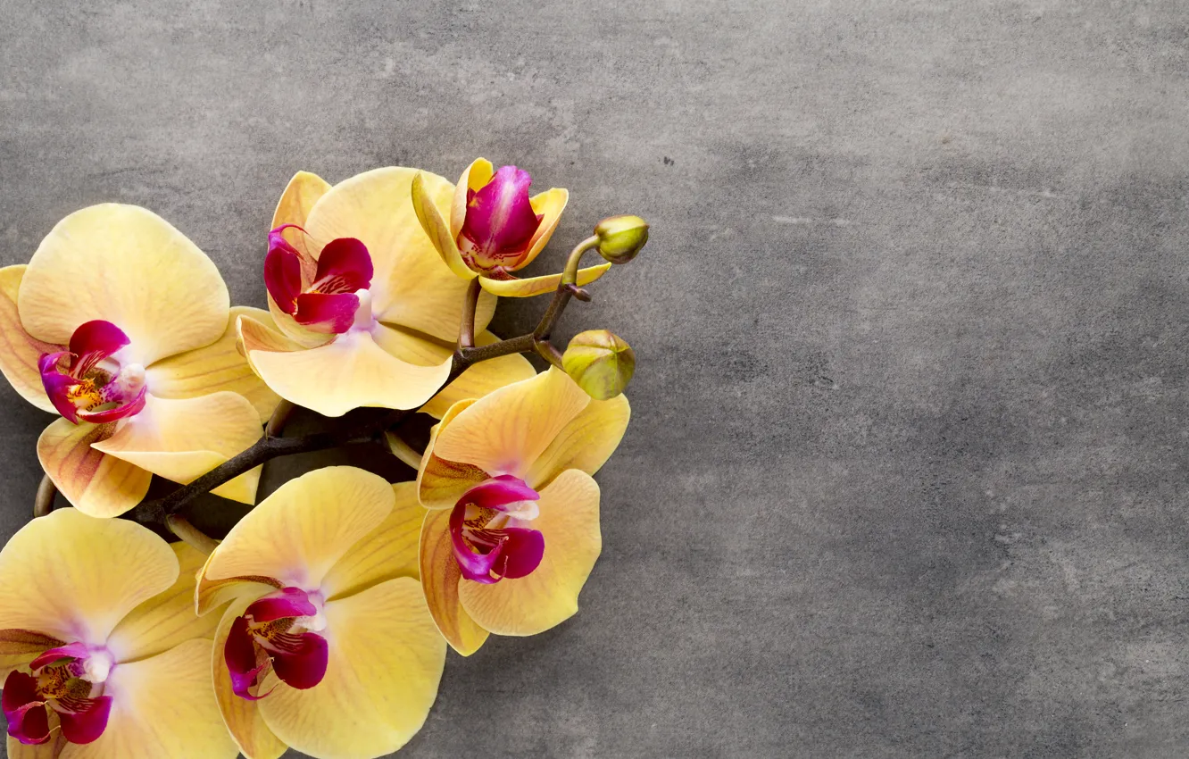 Фото обои yellow, орхидея, flowers, orchid