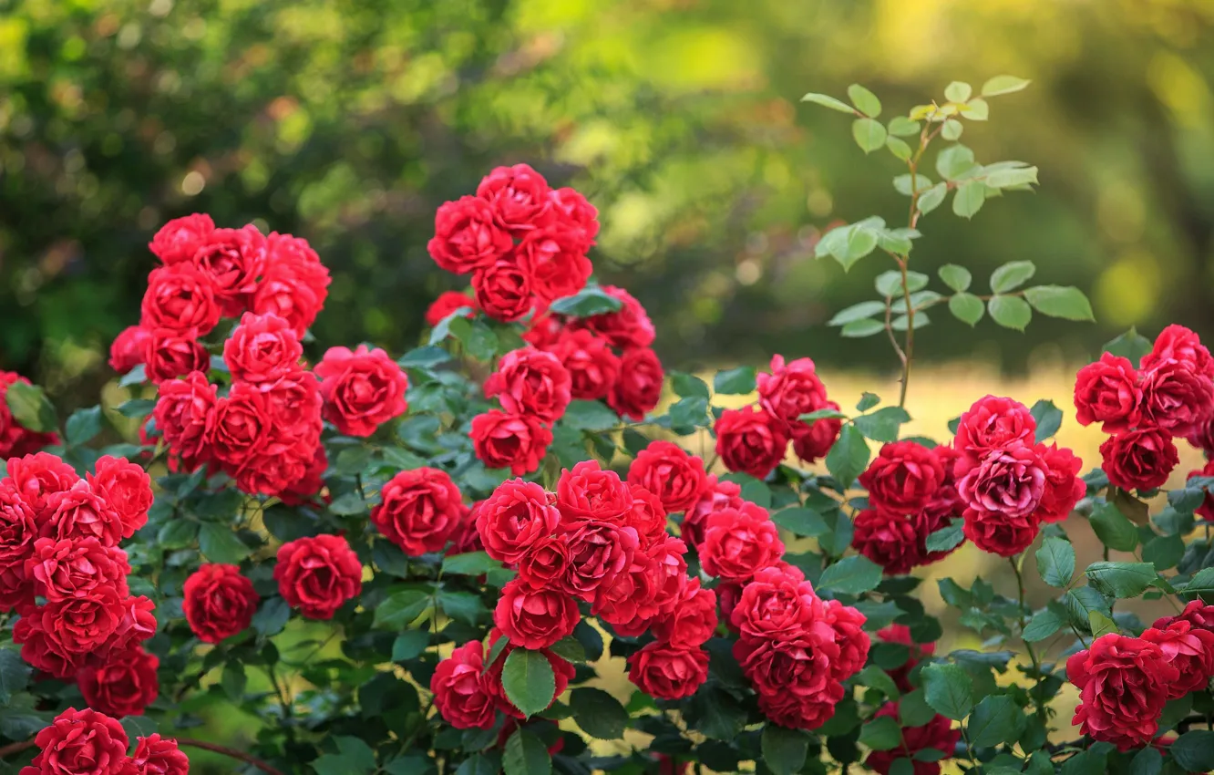 Фото обои red, rose, rose garden