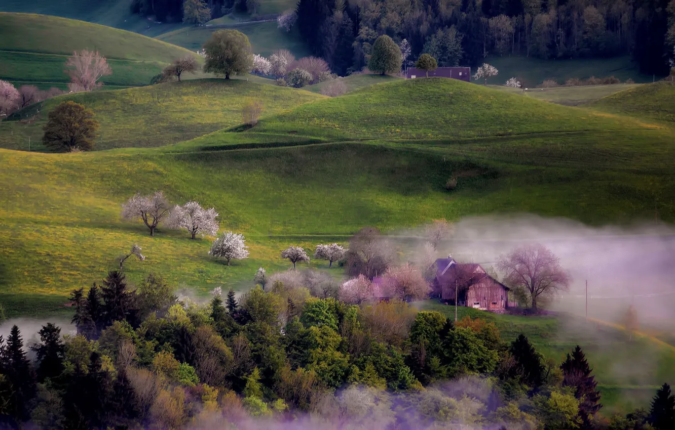 Фото обои деревья, туман, холмы, дома, весна