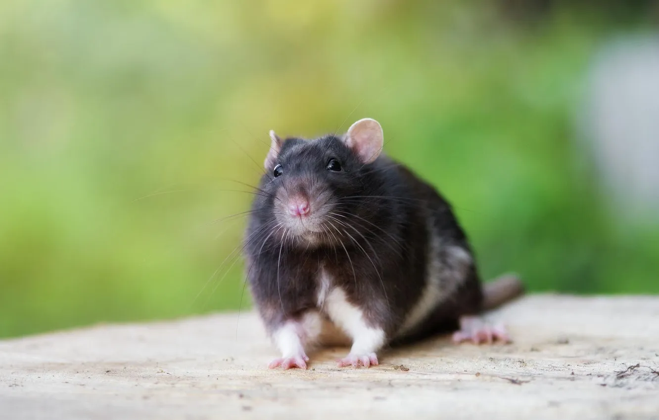 Фото обои animal, cute, rat, decorative