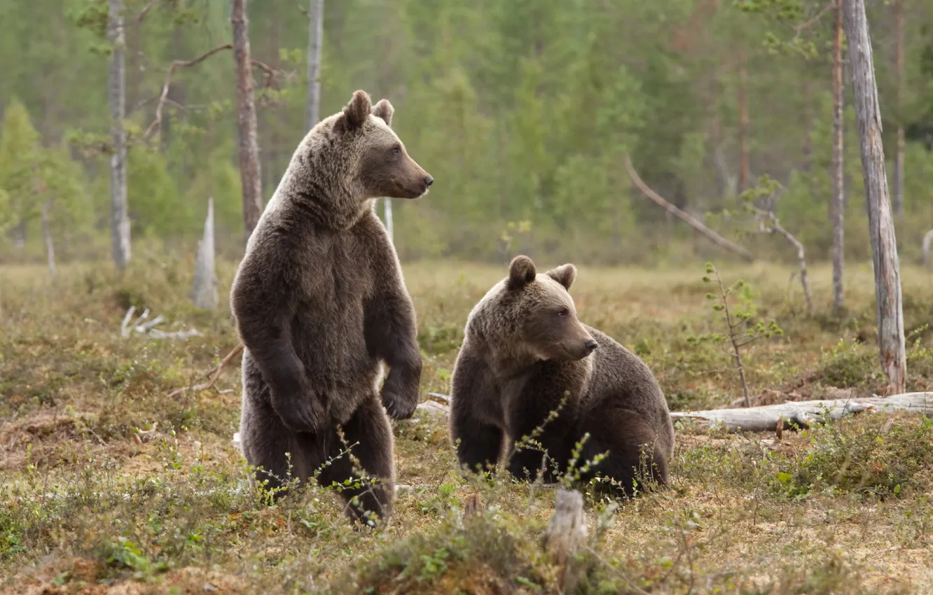 Фото обои лес, природа, медведи