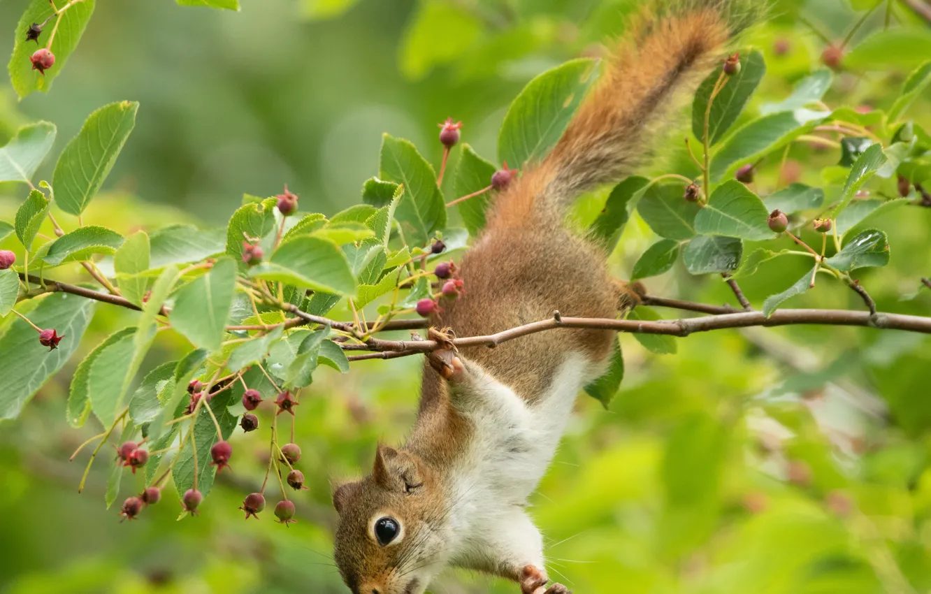 Фото обои ветки, ягоды, белка, рыжая, акробатка
