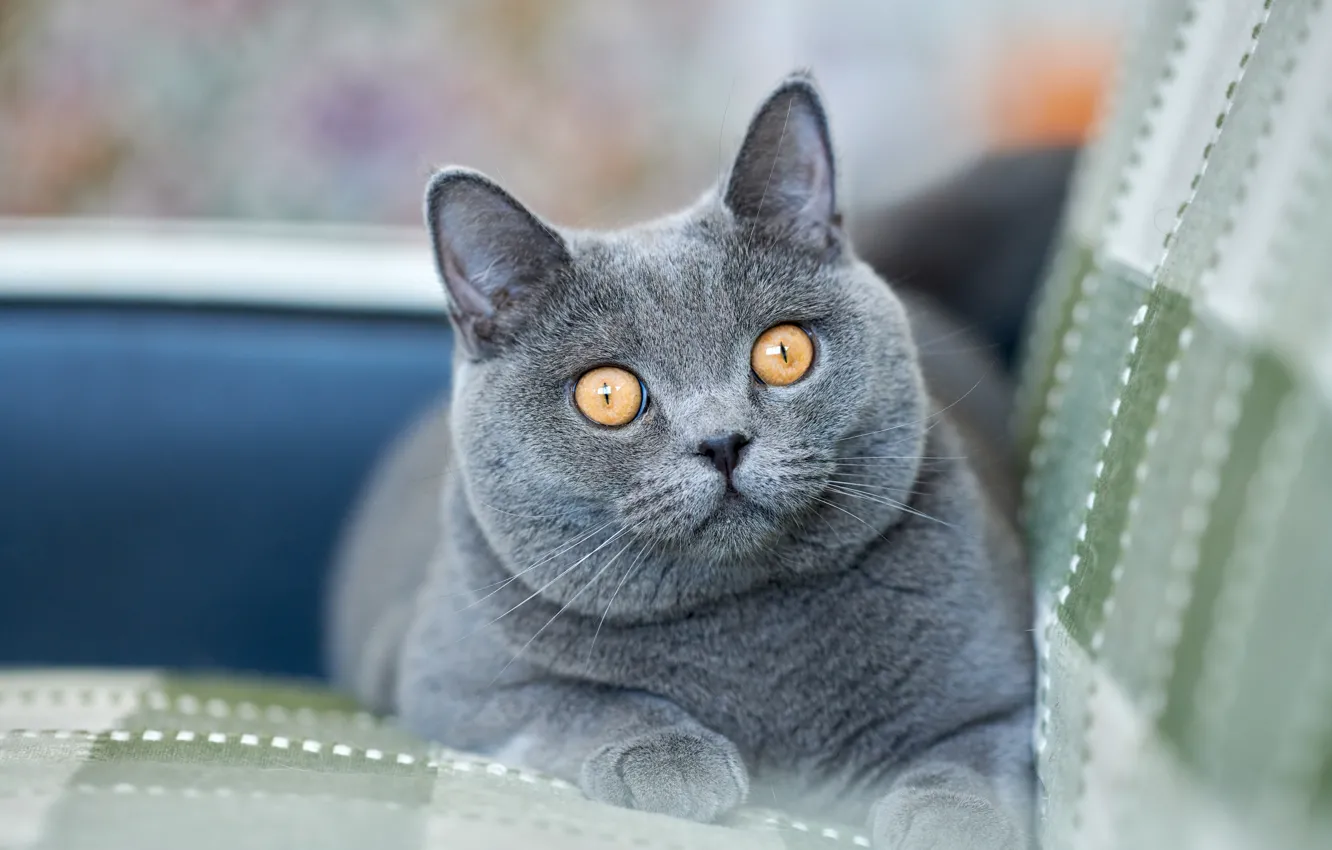 Фото обои взгляд, мордочка, котейка, Британская короткошёрстная кошка