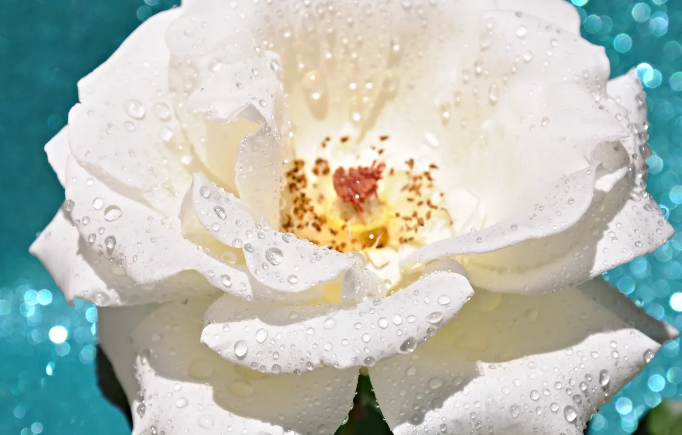 Фото обои цветок, вода, капли, роса, роза, лепестки