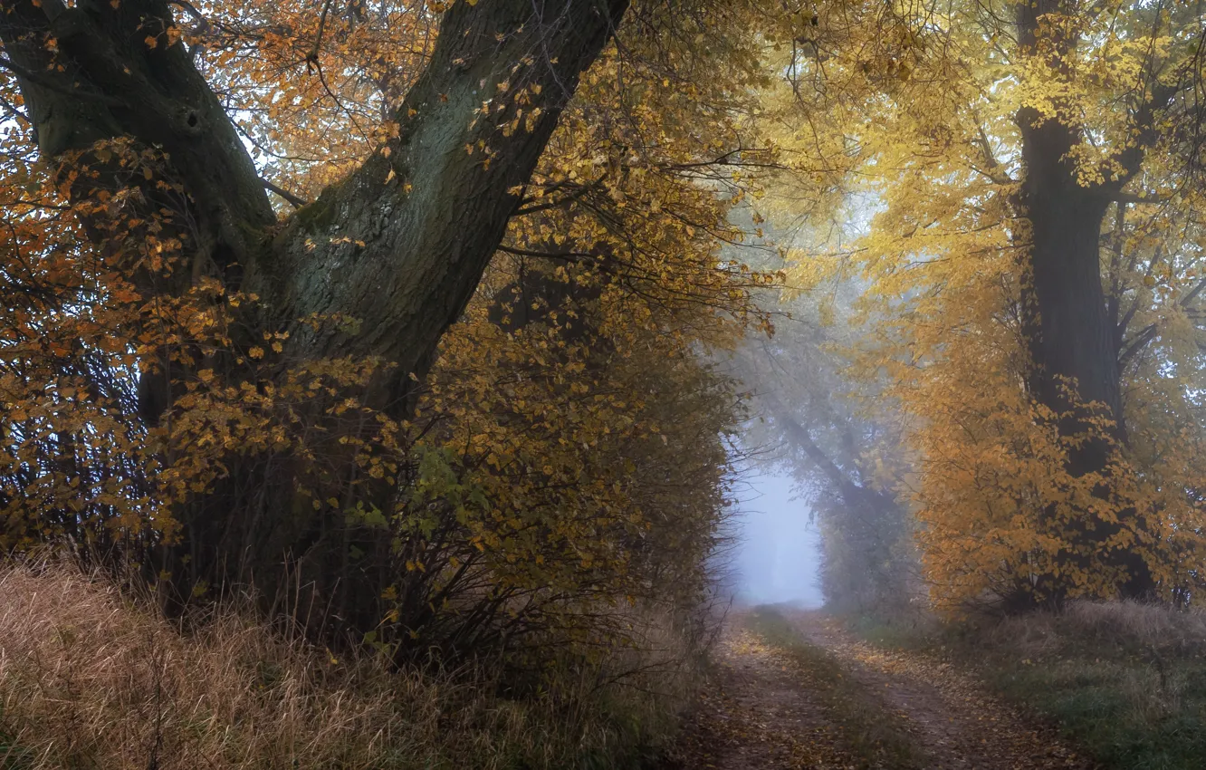 Фото обои дорога, осень, дерево
