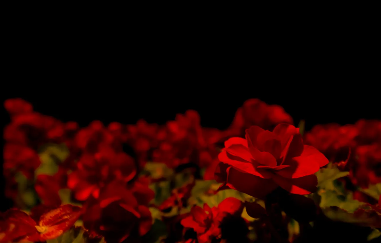 Фото обои Dark, Darkness, Flower, Flowers, Night