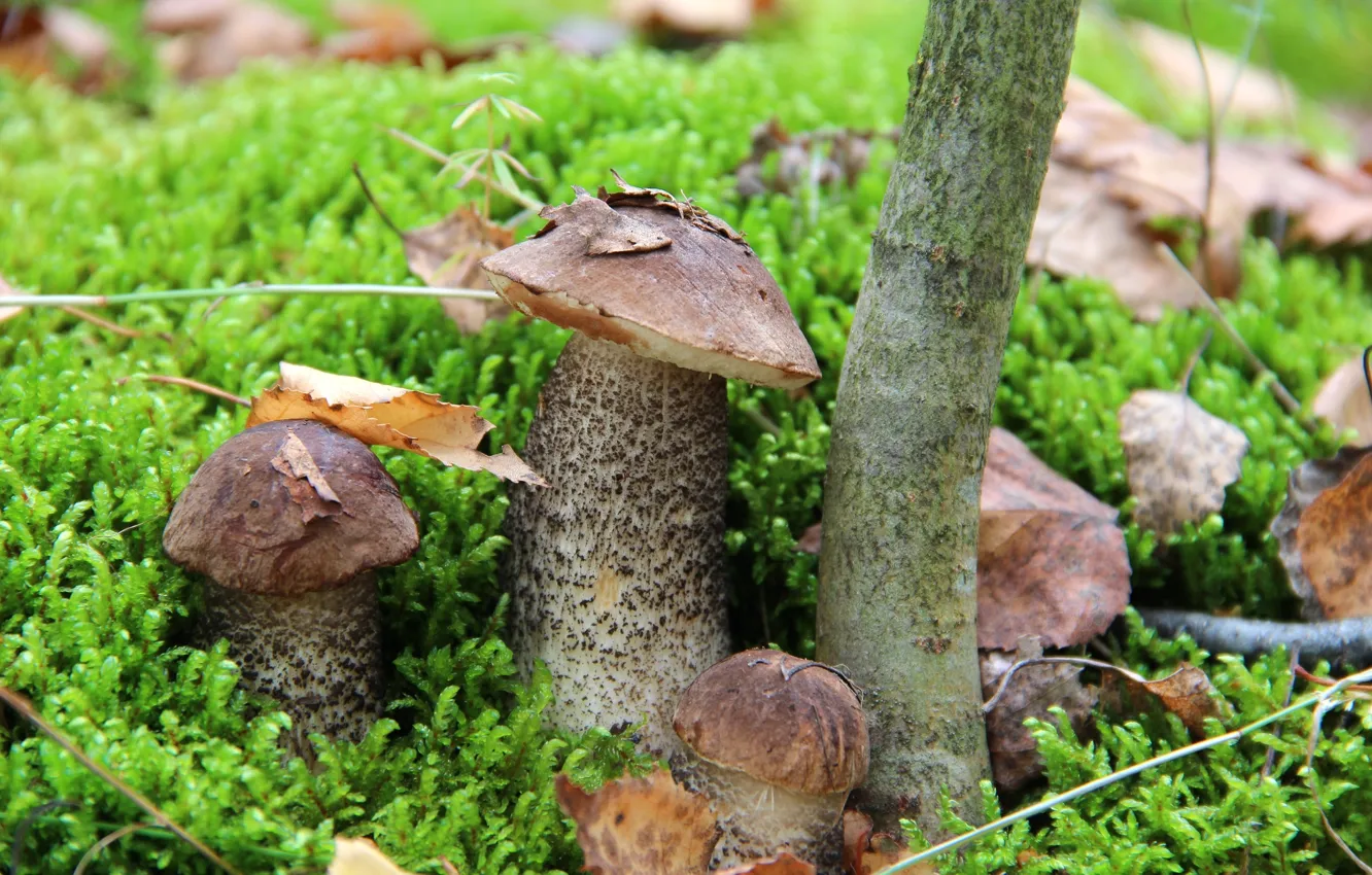Фото обои лес, грибы, мох, подберезовик