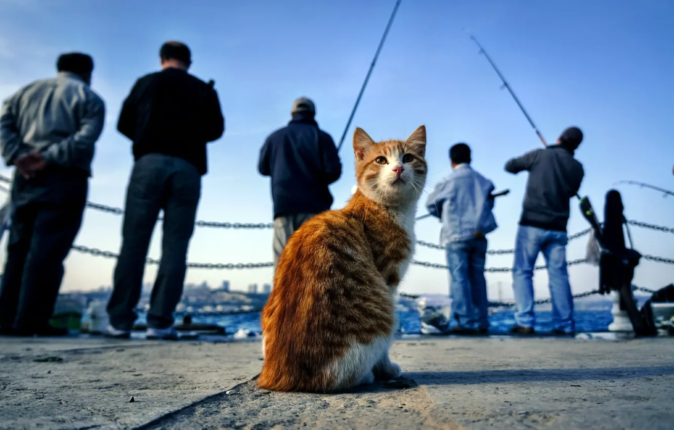 Фото обои кошка, кот, рыбаки