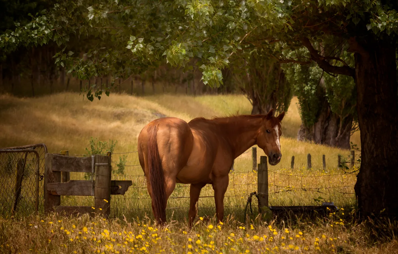 Фото обои дерево, конь, поляна, лошадь, забор