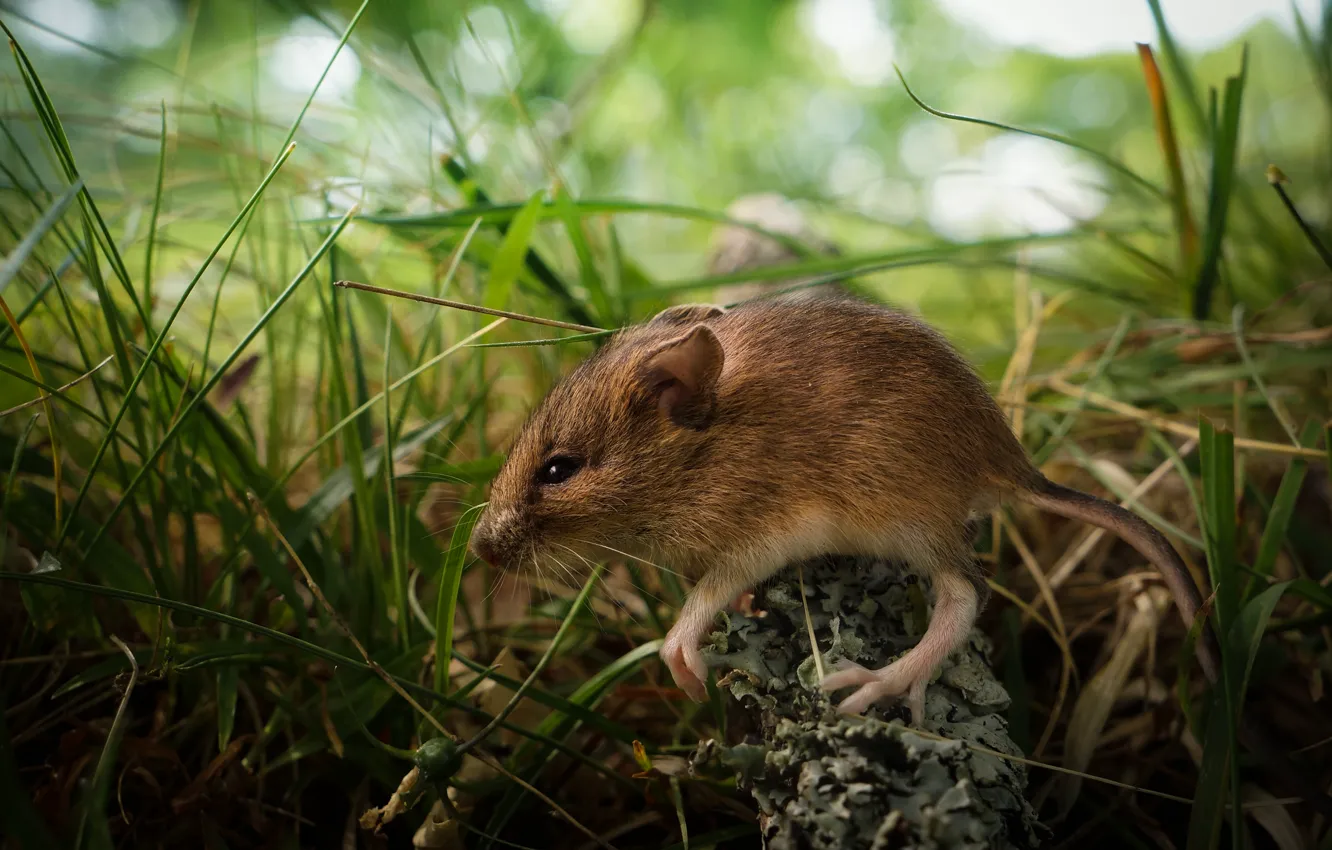 Фото обои grass, young, mouse
