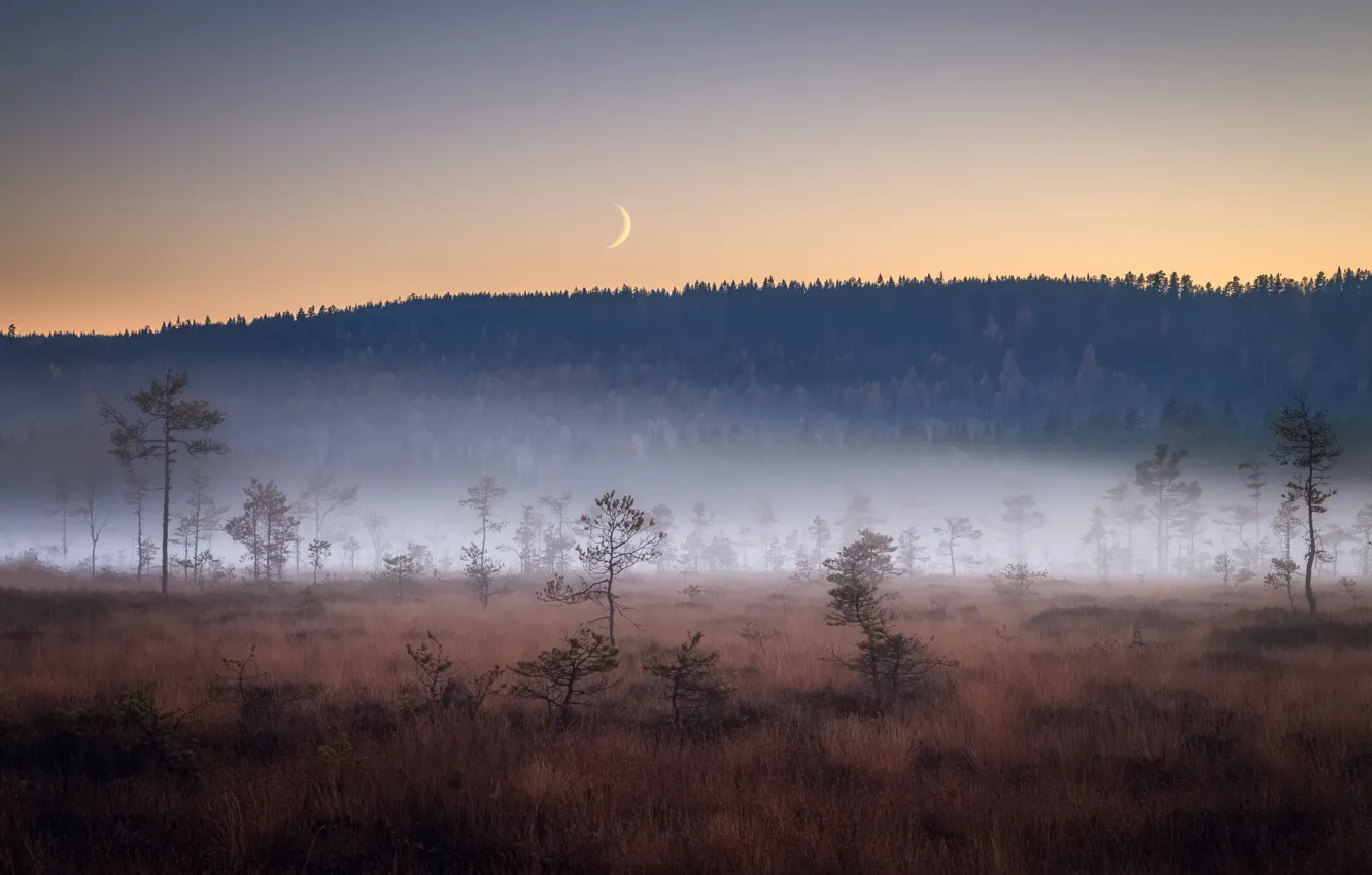 Фото обои поле, ночь, туман, луна