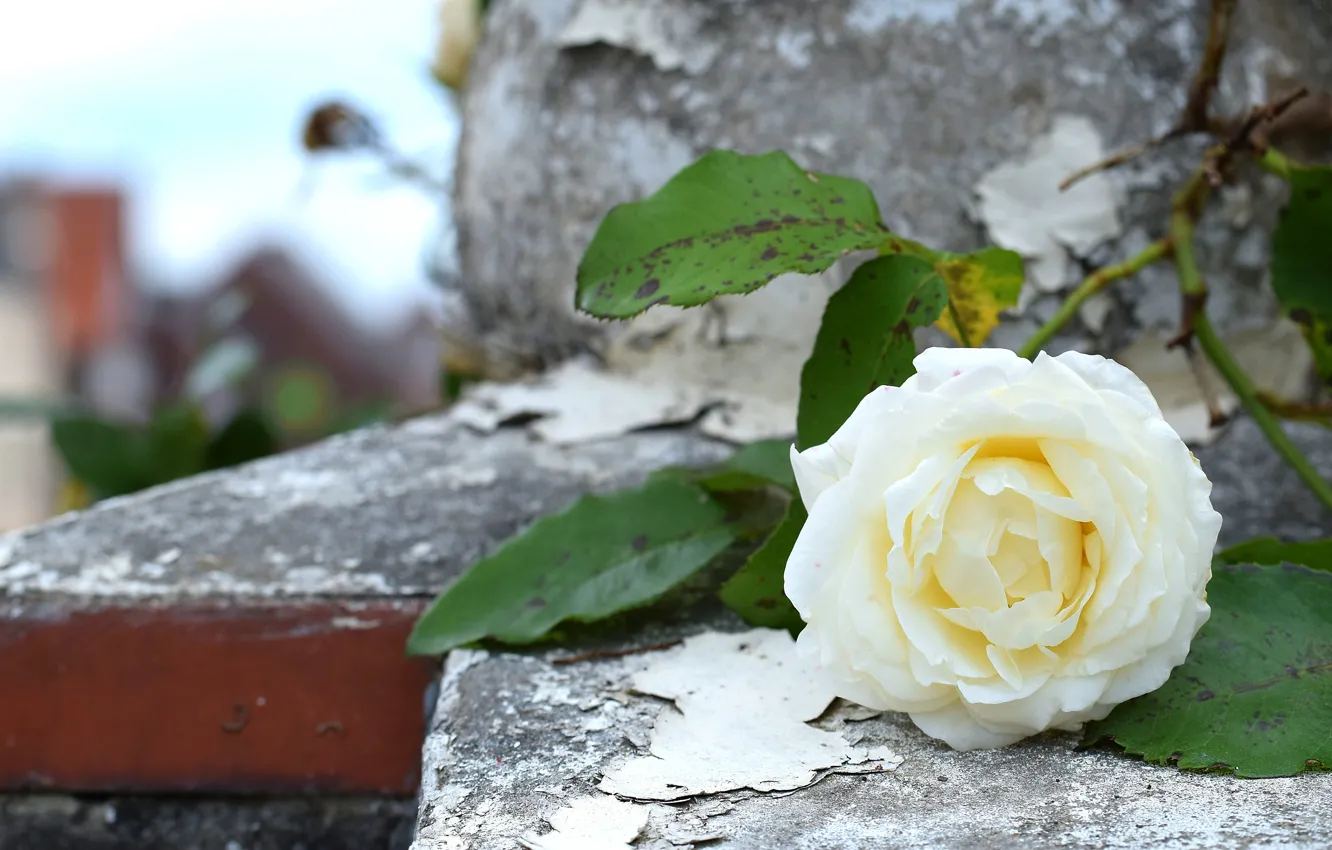 Фото обои камни, роза, белая