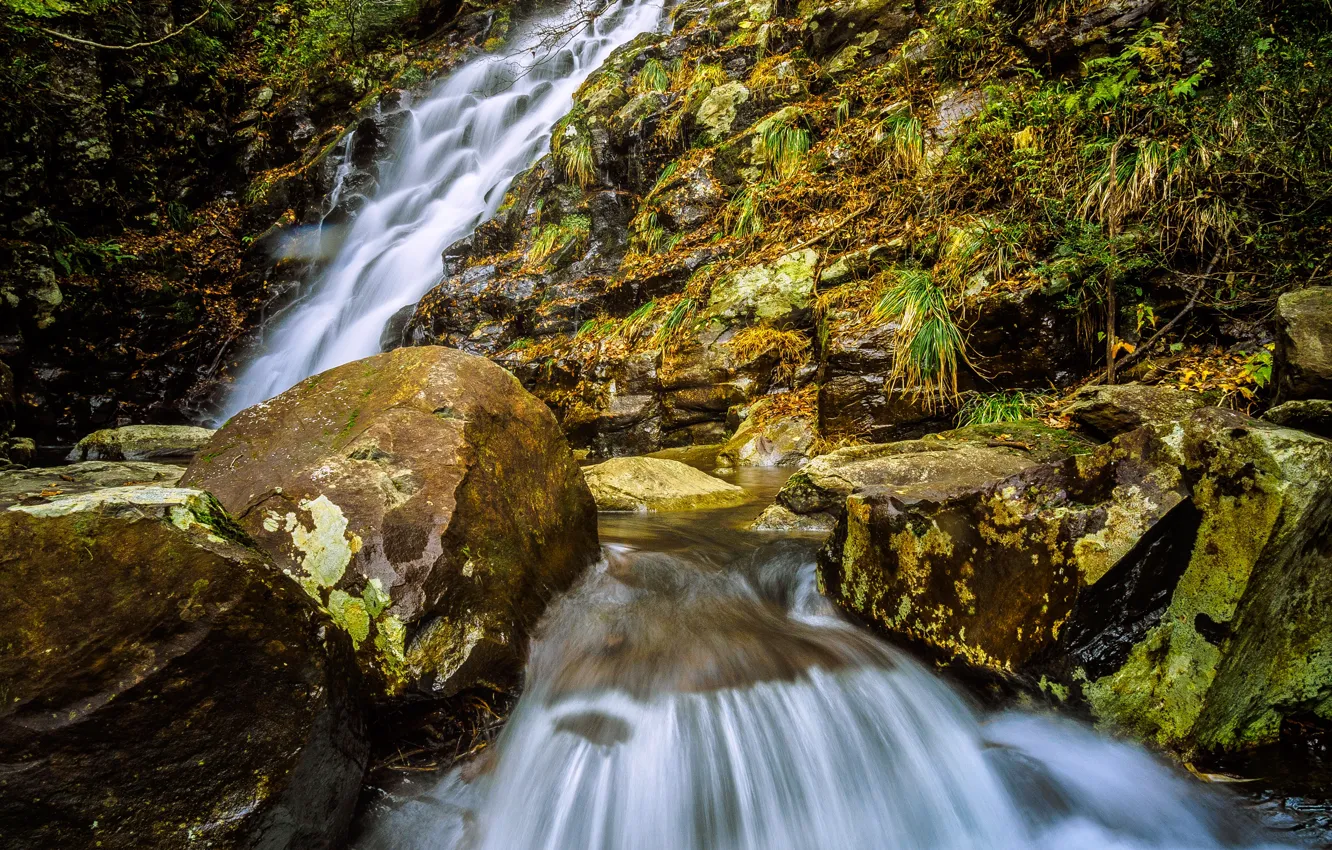 Фото обои лес, ручей, камень, водопад, поток