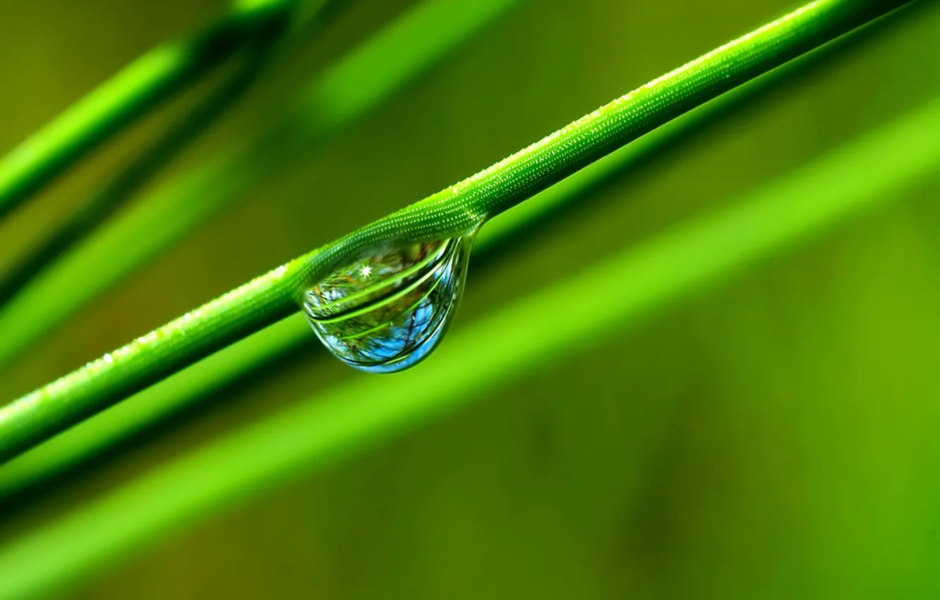 Фото обои трава, зеленый, отражение, капля
