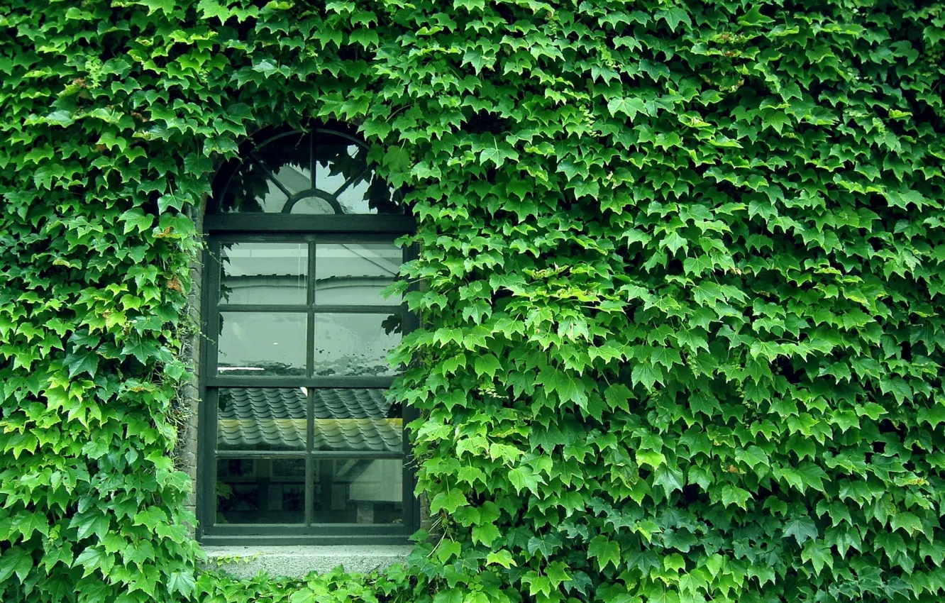 Фото обои green, glass, wall, pattern, window