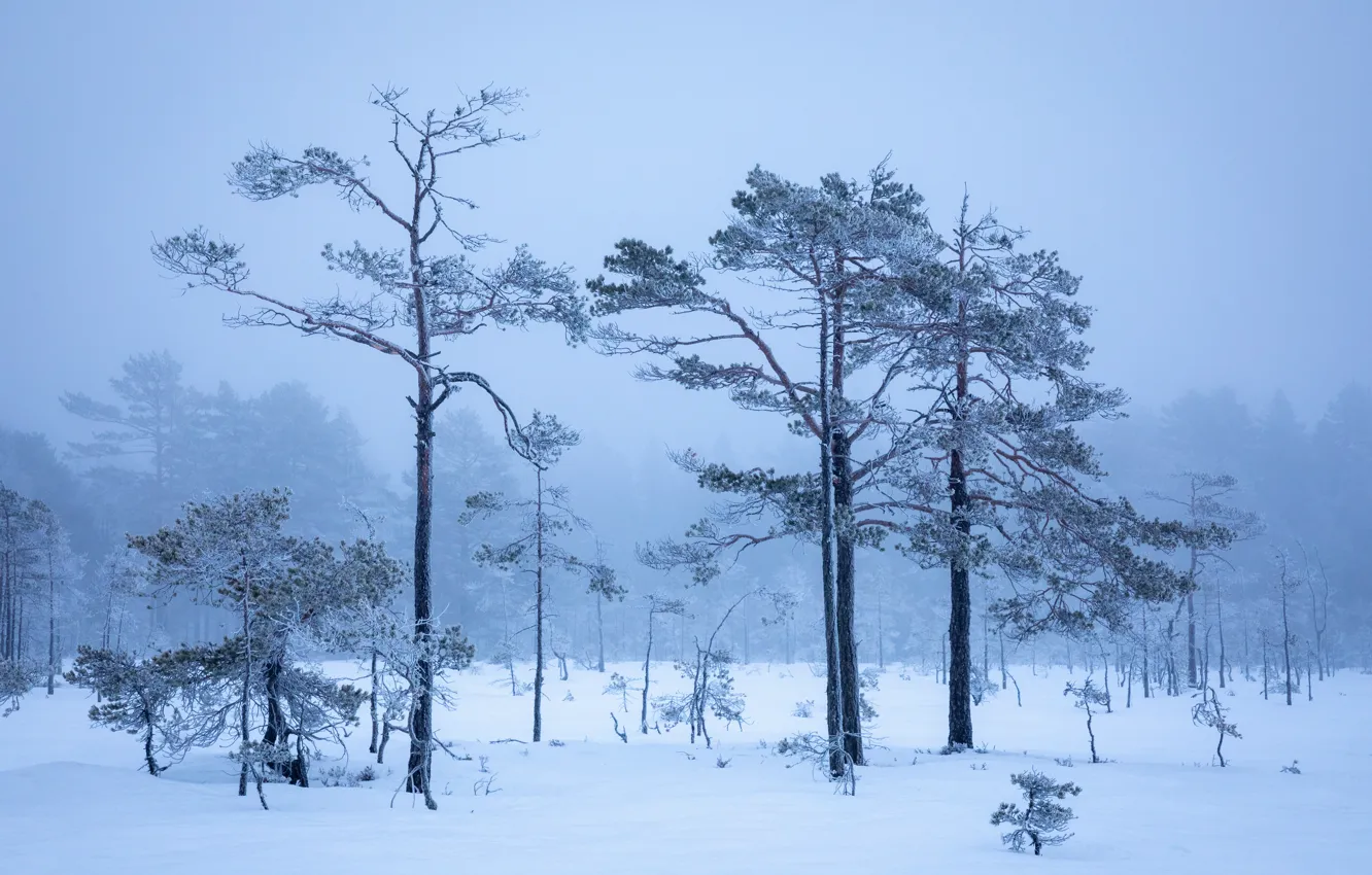 Фото обои зима, иней, лес, небо, снег, деревья, ветки, туман