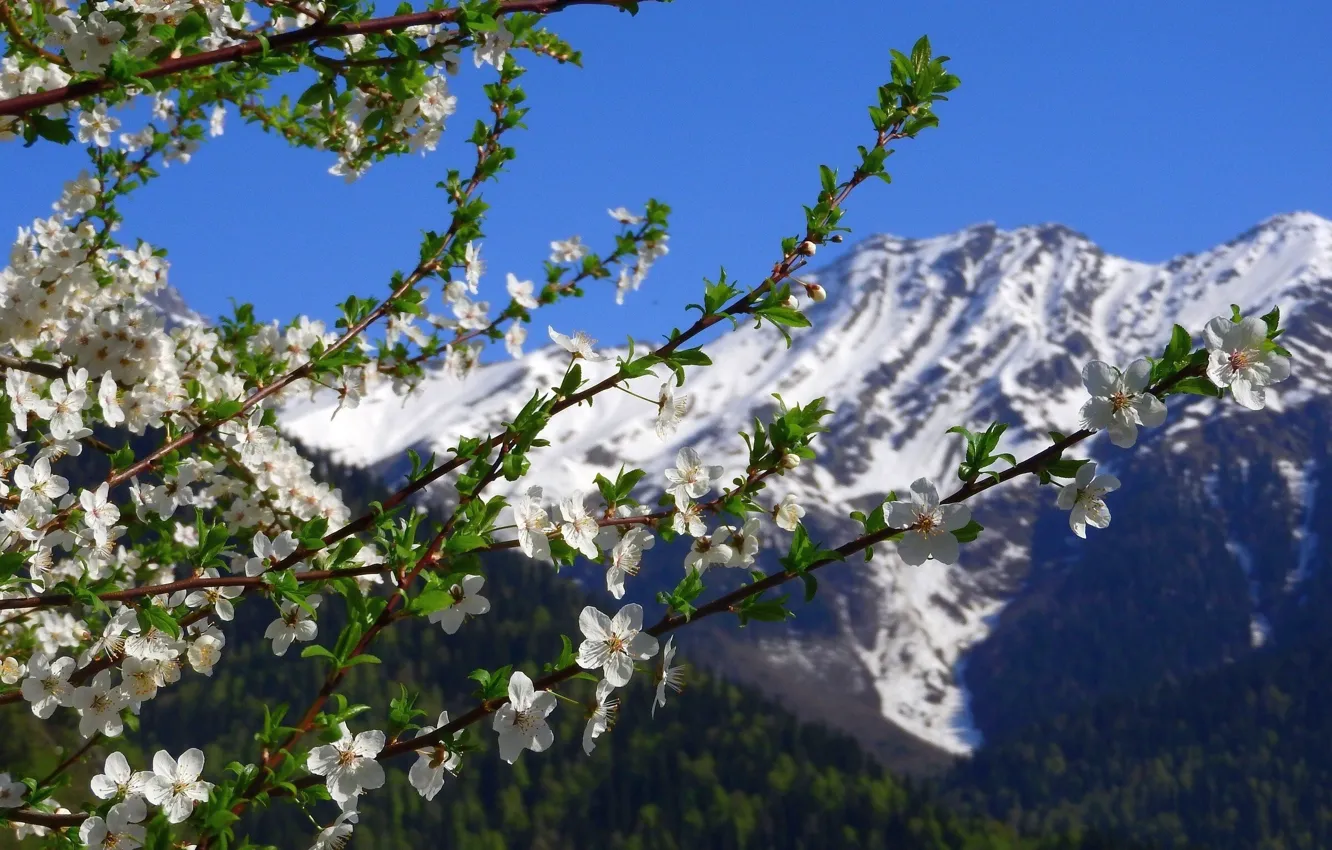 Фото обои Цветы, Природа, Горы, Весна, Nature, Flowers, Spring, Mountains